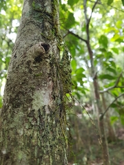 Phricta aberrans
