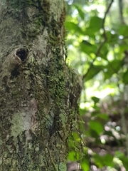 Phricta aberrans