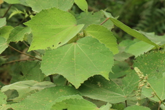 Triumfetta cordifolia image