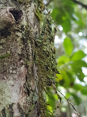 Phricta aberrans