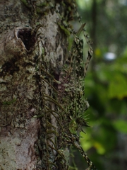 Phricta aberrans