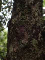 Phricta aberrans
