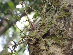 Phricta aberrans
