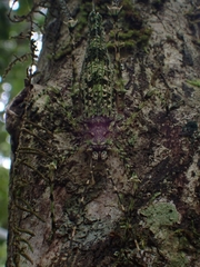 Phricta aberrans