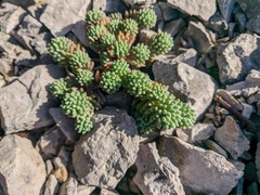 Sedum hispanicum