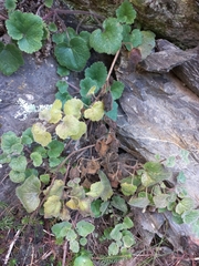 Asarina procumbens
