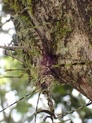 Phricta aberrans