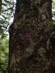 Phricta aberrans