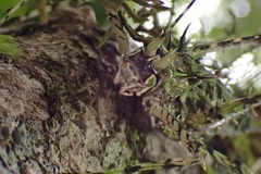 Phricta aberrans