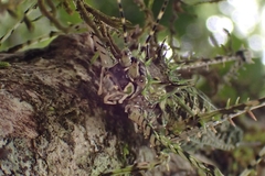 Phricta aberrans