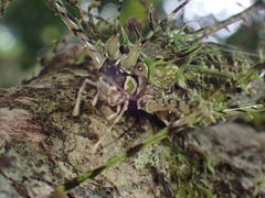Phricta aberrans