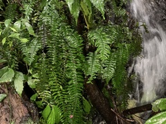 Hymenasplenium