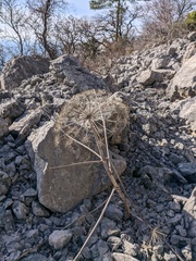Heracleum stevenii