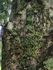 Phricta aberrans