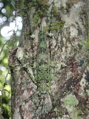 Phricta aberrans