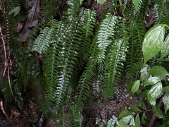 Hymenasplenium