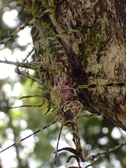 Phricta aberrans