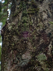 Phricta aberrans