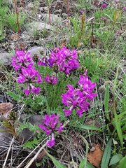 Oxytropis adamsiana