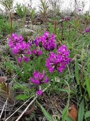 Oxytropis adamsiana