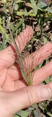 Panicum effusum