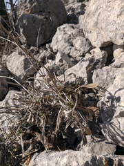Cephalaria coriacea