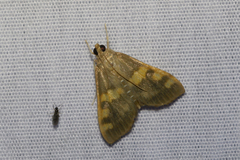 Rehimena surusalis