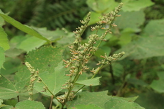 Triumfetta cordifolia