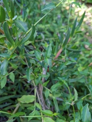 Chauliognathus tricolor