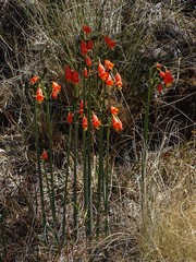 Stenomesson miniatum