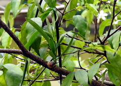 Dendrophthoe pentandra