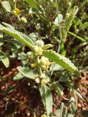 Sida fibulifera
