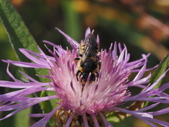 Megachile octosignata