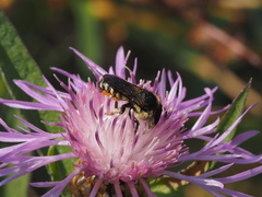 Megachile octosignata
