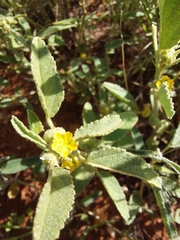Sida fibulifera