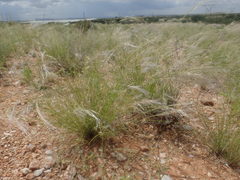 Stipagrostis ciliata