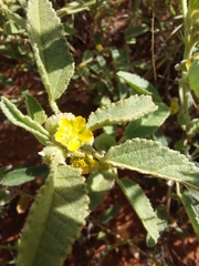 Sida fibulifera