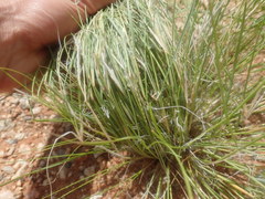 Stipagrostis ciliata
