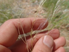 Stipagrostis ciliata