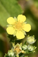 Potentilla