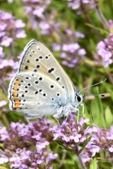 Lycaena alciphron