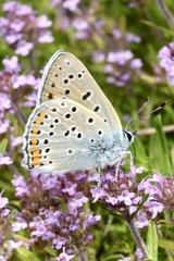Lycaena alciphron