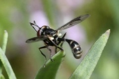 Physocephala