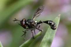Physocephala