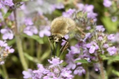 Bombylius posticus