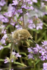 Bombylius posticus
