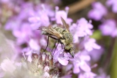 Conophorus virescens