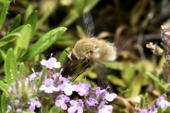 Bombylius posticus