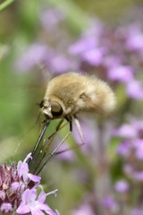 Bombylius posticus