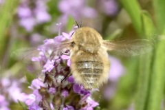 Bombylius posticus